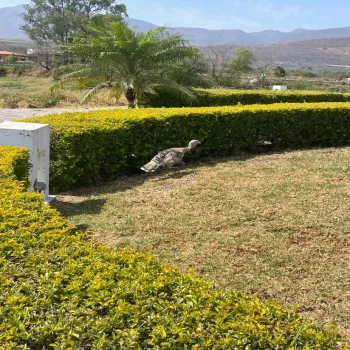 Terreno En Venta,Granja,Calzada de Los Laureles 168 27, Zapopan, Jalisco 45010,Calzada de Los Laureles,pqiSJXT