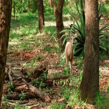 Terreno En Venta,Reserva de los Encinos S/N, Teuchitlán, Jalisco 46760,Reserva de los Encinos,pzKUUx9