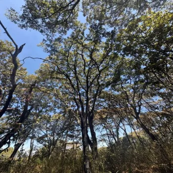 Terreno En Venta,Reserva de los Encinos S/N, Teuchitlán, Jalisco 46760,Reserva de los Encinos,pzKUUx9