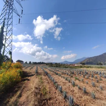 Terreno En Venta,centro,Carretera Gdl Amatitan kilometro 38.5, Amatitán, Jalisco 45380,Carretera Gdl Amatitan kilometro,ppok54U