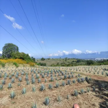 Terreno En Venta,centro,Carretera Gdl Amatitan kilometro 38.5, Amatitán, Jalisco 45380,Carretera Gdl Amatitan kilometro,ppok54U