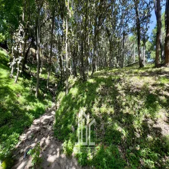 Terreno En Venta,Fraccionamiento Bugambilias,Paseo de Las Gacelas S/N, Zapopan, Jalisco 45237,Paseo de Las Gacelas,p0H3OR1