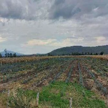 Terreno En Venta,Centro,Guadalajara - Ocotolan s/n. A 3.5 Km al oriente de Poncitlan S/N, Poncitlán, Jalisco 45950,Guadalajara - Ocotolan s/n. A 3.5 Km al oriente de Poncitlan,pn2I3jk