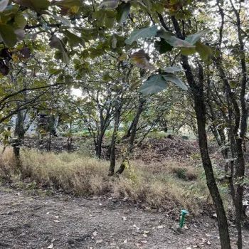 Terreno En Venta,Bugambilias,BUGAMBILIAS 2DA. SECCION S/N, Zapopan, Jalisco 45238,BUGAMBILIAS 2DA. SECCION,pXy5vCq