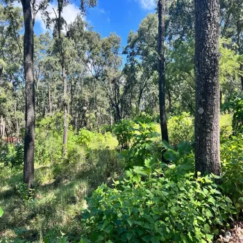 Terreno En Venta,El Arenal,El Arenal S/N, El Arenal, Jalisco 45350,El Arenal,piKd03D