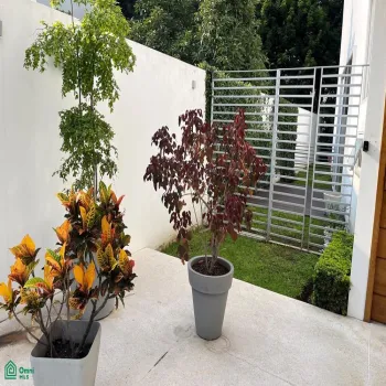 Casa En Renta,ARAUCA,Avenida Ramón Corona 1500, Zapopan, Jalisco 45207, 3 Habitaciones,4 Baños,Avenida Ramón Corona,2,MX24678573