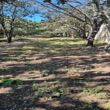 Terreno En Venta,El Palomar,Rinconada del Acueducto 197, Tlajomulco de Zúñiga, Jalisco 45643,Rinconada del Acueducto,pMHwbHn