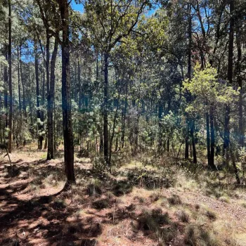 Terreno En Venta,Tapalpa,Fraccionamiento Bosques de La Cañada s/n 9, Tapalpa, Jalisco 49340,Fraccionamiento Bosques de La Cañada,ptS0CxQ