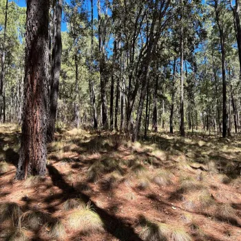 Terreno En Venta,Tapalpa,Fraccionamiento Bosques de La Cañada s/n 9, Tapalpa, Jalisco 49340,Fraccionamiento Bosques de La Cañada,ptS0CxQ