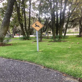 Terreno En Venta,El Palomar,PASEO DEL BOSQUE 525, Tlajomulco de Zúñiga, Jalisco 45643,PASEO DEL BOSQUE ,pNi0u5j