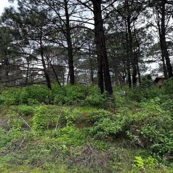 Terreno En Venta,La Prepa,Galeana 12, Mazamitla, Jalisco 49500,Galeana,pXk0dke