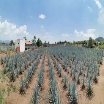 Terreno En Venta,El Arenal,Sobre Carretera Kilometro 33 kilometro 33, El Arenal, Jalisco 45350, 5 Habitaciones,5 Baños,Sobre Carretera Kilometro 33,1,p8NJrMv