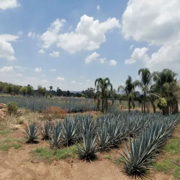 Terreno En Venta,El Arenal,Sobre Carretera Kilometro 33 kilometro 33, El Arenal, Jalisco 45350, 5 Habitaciones,5 Baños,Sobre Carretera Kilometro 33,1,p8NJrMv