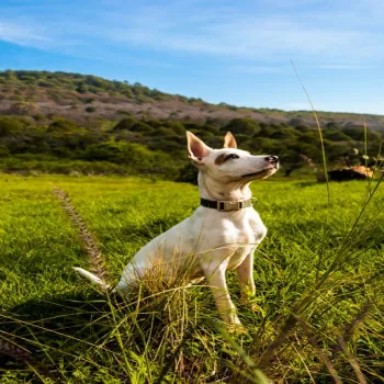 Terreno En Venta,Punta Campestre,Callejón Los Capulines 50, Atemajac de Brizuela, Jalisco 45790,Callejón Los Capulines,pHFBF6u