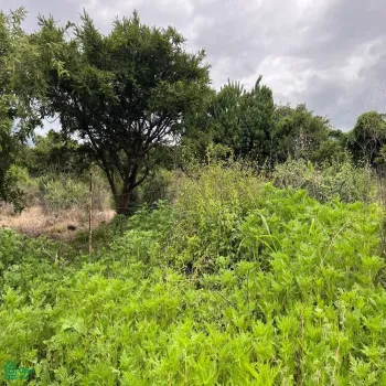 Edificio En Venta,Cajititlan,Potrero de la segunda ampliacion 31, Tlajomulco de Zuniga, Jalisco 45670,Potrero de la segunda ampliacion,MX251026697