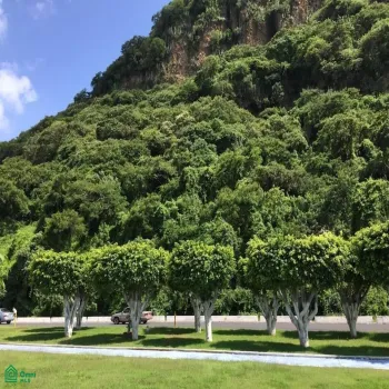 Terreno En Venta,Chapala Centro,Carretera Chapala Jocotepec 907, Chapala, Jalisco 45900,Carretera Chapala Jocotepec,MX251031002