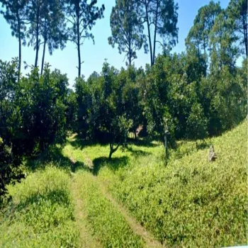 Terreno En Venta,Tancitaro S/N, Tancítaro, Michoacán de Ocampo 60460, 1 Cuarto,1 Baño,Tancitaro,1,pigV5lD