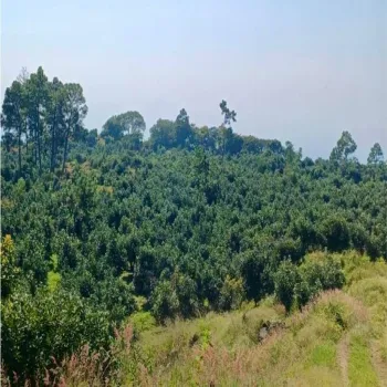 Terreno En Venta,Tancitaro S/N, Tancítaro, Michoacán de Ocampo 60460, 1 Cuarto,1 Baño,Tancitaro,1,pigV5lD