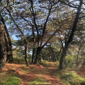 Terreno En Venta,Prolongación Mariano Otero S/N, Zapopan, Jalisco 45230,Prolongación Mariano Otero,p2MAOSO